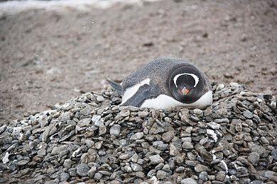 《Fallen Aces》Steam抢先体验 漫画风格FPS新游